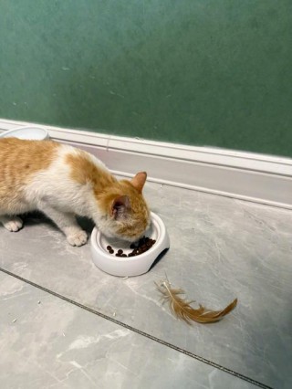 猫咪吃完饭打嗝，猫咪吃完饭打嗝一抽一抽？