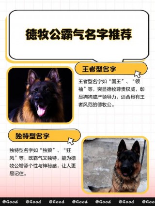 给狗狗取个霸气的名字？给狗取名霸气的名字（最新）