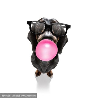 狗狗吃了泡泡糖怎么办？狗吃一点点泡泡糖会不会中毒（最新）