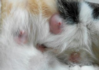 猫咪涨奶怎么办，猫咪涨奶怎么办吃什么药调理？
