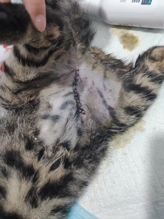 猫咪肿瘤的手术大概多少钱，（猫咪长肿瘤做手术存活率多大）