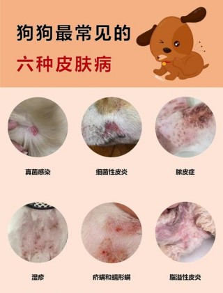 狗狗得皮肤病的症状，狗涂了碘伏10分钟可以吗？