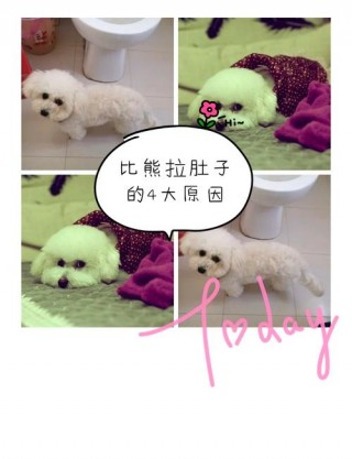 狗狗难产时怎么掏出来，狗狗难产怎么弄？