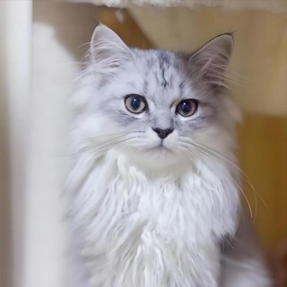 猫咪会不会怕冷，（猫咪会怕冷么）