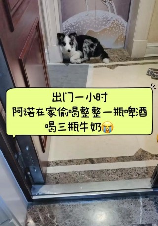 狗狗喝了酒怎么办，狗喝了酒怎么处理？