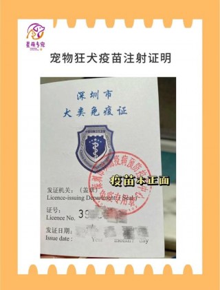 狗狗能上火车吗，托运一只狗要多少钱？