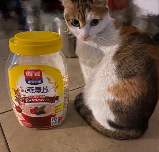 猫咪可以吃燕麦片吗？猫咪能吃燕麦片么（最新）