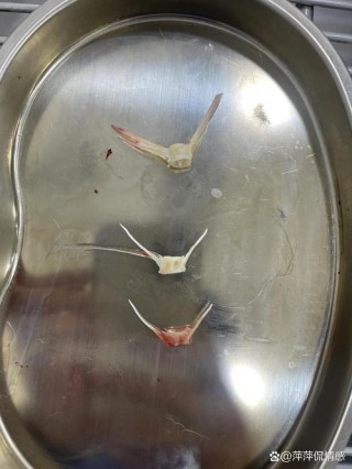 狗狗吃了鱼骨头怎么办？狗狗吃了鱼骨头会有什么症状（最新）