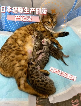 猫咪生不出来怎么办，猫咪生不出来怎么办视频？