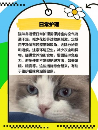 猫咪泪腺堵塞怎么治？猫咪泪腺堵塞滴什么眼药水（最新）