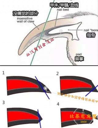 给狗狗剪指甲怎么剪，（给狗狗剪指甲方法）