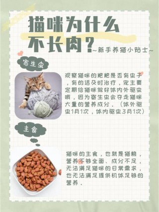 猫咪不长肉怎么回事，（猫咪不长肉怎么办）