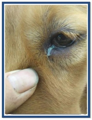 狗狗起眼屎怎么回事，狗狗为什么起眼屎？