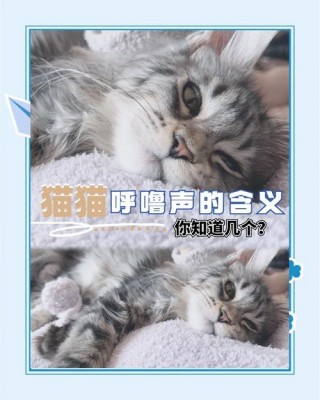 猫咪打呼噜代表什么？猫咪一靠近我就咕噜咕噜（最新）