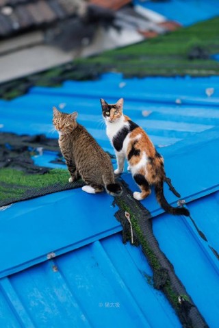 猫咪拍片多少钱，（猫咪拍片大概多少钱）