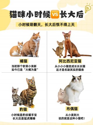 猫咪不粘人的原因？猫咪不粘人的原因有哪些（最新）