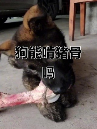 三个月的狗狗可以吃骨头吗，三个月的狗能吃骨头吗？