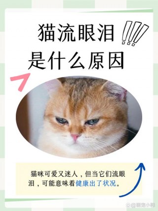 猫咪眼睛流泪怎么回事，（猫咪眼睛淌眼泪是怎么回事）