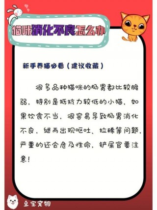 猫咪消化不良怎么办，（猫咪吐不吃东西怎么回事）