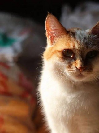 猫咪发情的症状，（猫咪发情的症状是什么鼻）