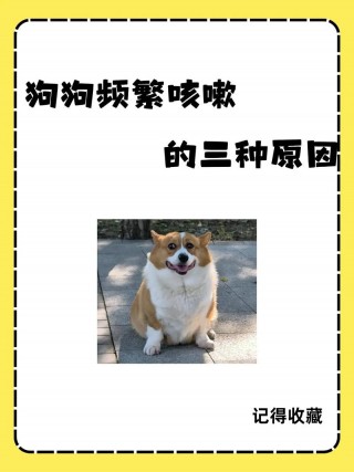 狗狗咳嗽怎么回事？狗狗咳嗽怎么回事,刚生完小狗（最新）