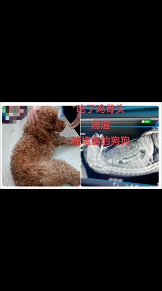 狗狗吃骨头吐了怎么办，狗狗吃骨头就吐骨头什么原因？