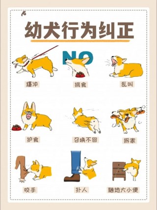狗狗护食如何纠正，（狗狗护食怎么纠正）