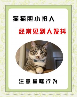 猫咪胆小怕人怎么办，猫咪胆子小怕陌生人怎么办？
