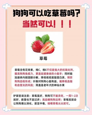 狗狗可以吃草莓么？狗 能吃草莓吗（最新）