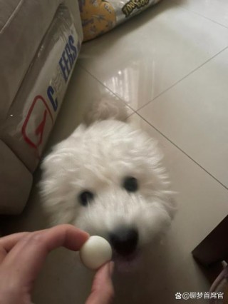 狗狗能吃鹌鹑蛋黄吗？狗狗能吃鹌鹑蛋有危害吗（最新）