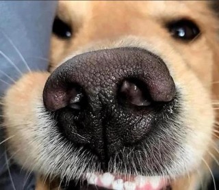 狗狗鼻息肉症状，狗狗鼻息肉手术多少钱？