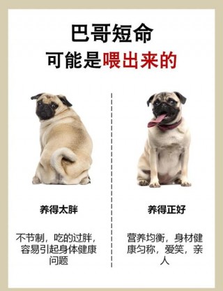 狗狗能吃蒜头吗，（狗狗能吃蒜头吗会中毒吗）