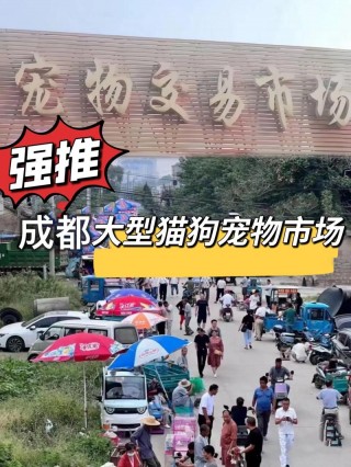 哪里可以训练狗狗？有没有专门训练狗狗的（最新）