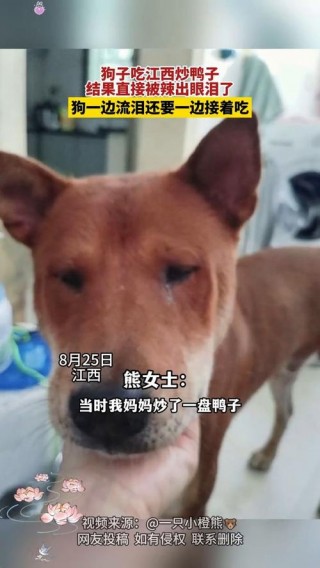 狗狗可以吃鸭子肉吗，狗狗能吃鸭子吗?？