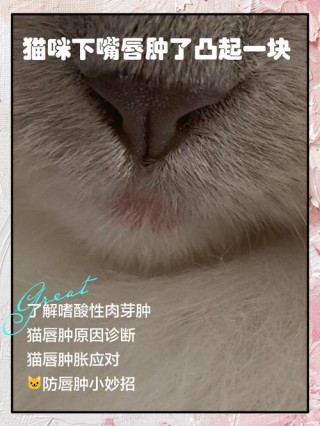 猫咪下嘴唇肿了凸起一块？猫下嘴唇红肿能自愈吗（最新）