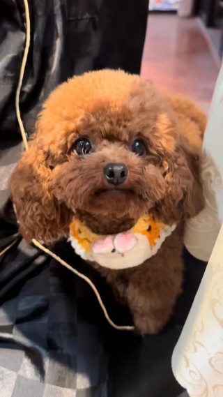 狗狗嗷嗷叫怎么回事，狗狗嗷嗷叫唤怎么回事？