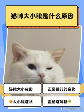 猫咪大小眼是怎么了，猫咪大小眼正常吗？