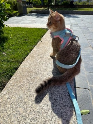 猫咪可以带出去溜吗，猫咪能带出去溜达吗？
