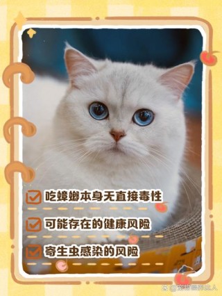 猫咪为什么喜欢吃蟑螂？猫怎么会吃蟑螂（最新）