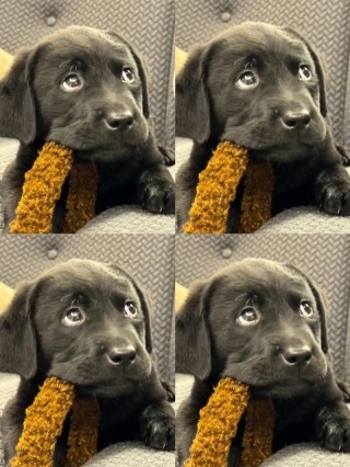 狗狗吃了木头能消化吗，狗子吃了木头会消化吗？