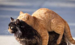 猫咪发情一般多久，猫咪发情一般多久结束？
