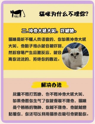 猫咪不理人怎么办，（猫咪不理人了）