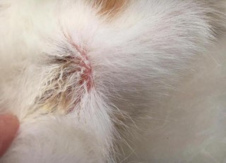 狗狗能吃烫的东西吗，狗狗能吃热的饭吗？