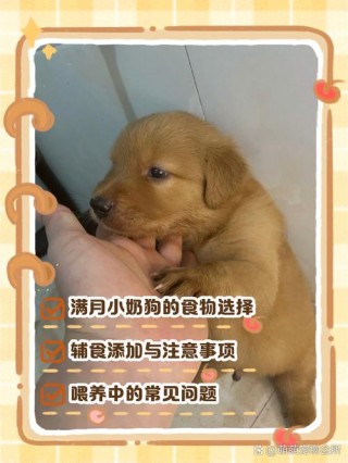 满月的狗狗吃什么，满月的狗狗吃什么狗粮？