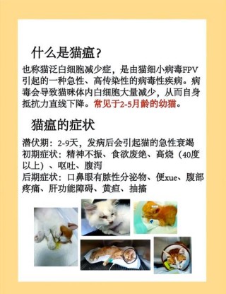 猫咪怎么会得猫瘟？猫咪怎么会得猫瘟呢（最新）