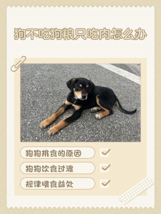 狗狗不吃狗粮咋办？狗狗不吃狗粮怎么弄（最新）