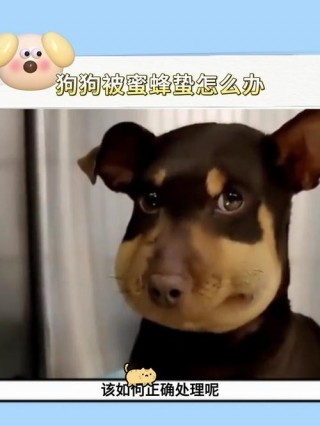 狗狗被蜜蜂蛰了怎么办，狗狗被蜜蜂蛰了狗狗会发病吗？