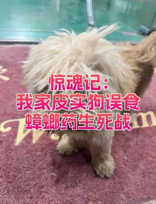 狗狗吃了蟑螂药怎么办，狗狗吃了蟑螂药怎么急救？