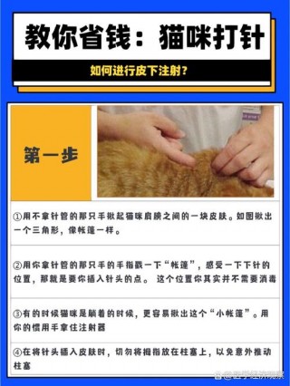 怎样给猫咪打针，给猫打针打哪个部位？