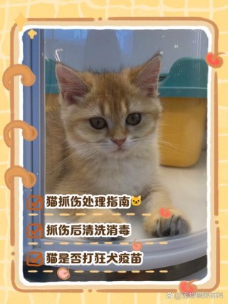 猫咪不打疫苗会怎样，（猫不打疫苗要紧吗）